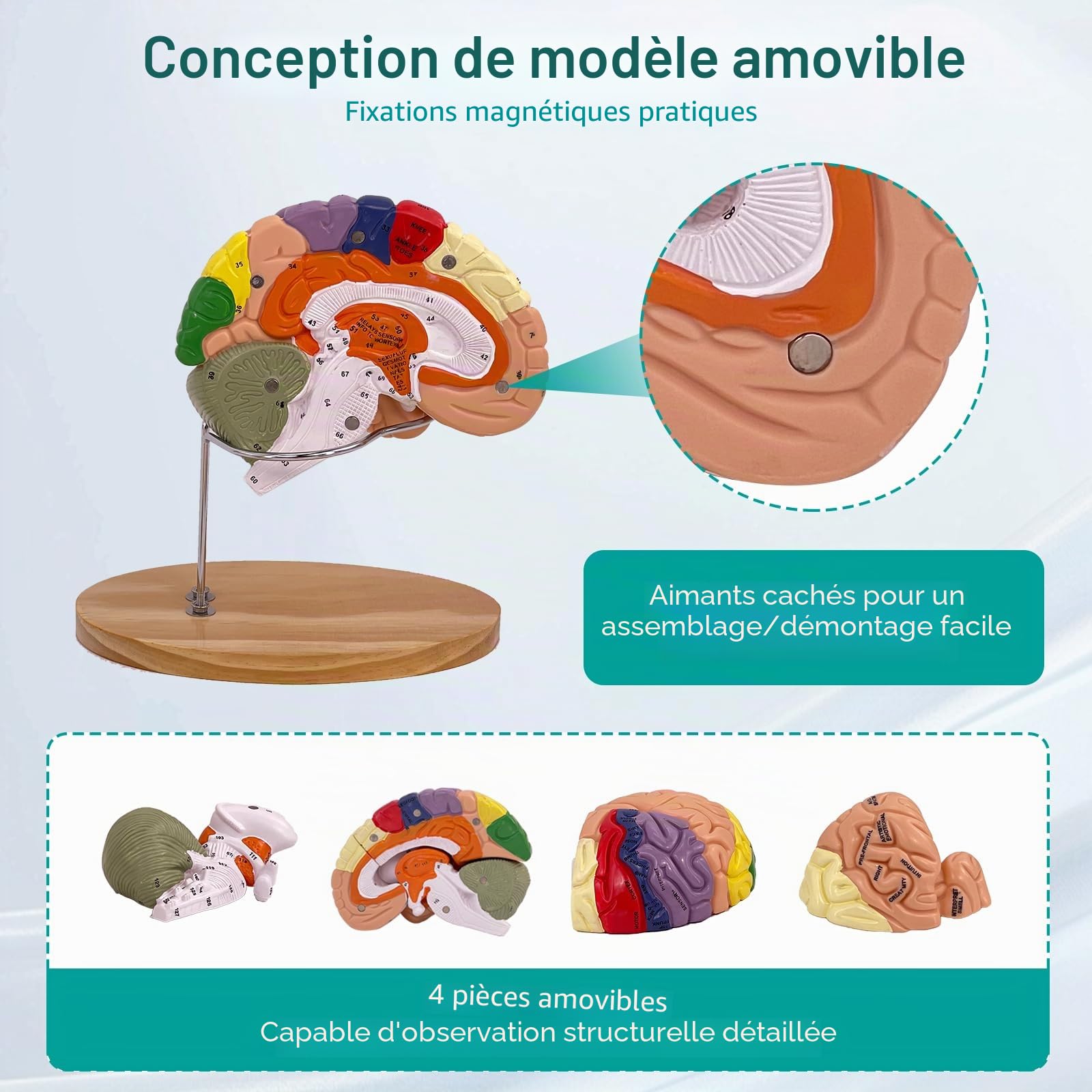 Modèle Anatomique Cerveau Humain, Modèle d'anatomie du Cerveau 2 Fois Grandeur Nature en PVC avec Socle d’Affichage pour Enseignement Formation Présentation Neurosciences Écoles Hôpitaux