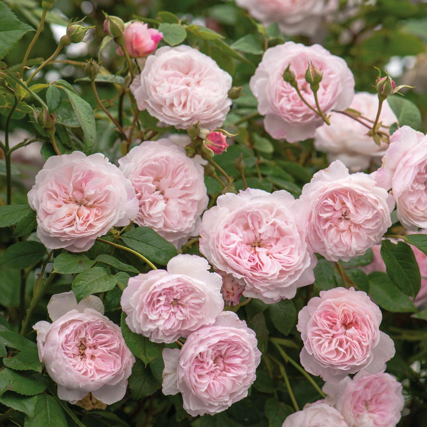 Ramblerrose 'The Albrighton Rambler' von David Austin, ausgezeichnete englische Markenrose, lange Blüte, pflegeleicht, robust und winterhart, Blütezeit Juni bis Oktober, 5 Liter Topf