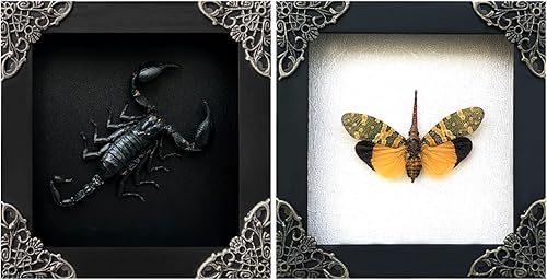 Miniatura 49 de Mantis Real Enmarcada Creobroter Insecto Muerto Escarabajo Verde Seco Caja de Sombra Flotante 3D Marco de Vidrio Espécimen de Taxidermia