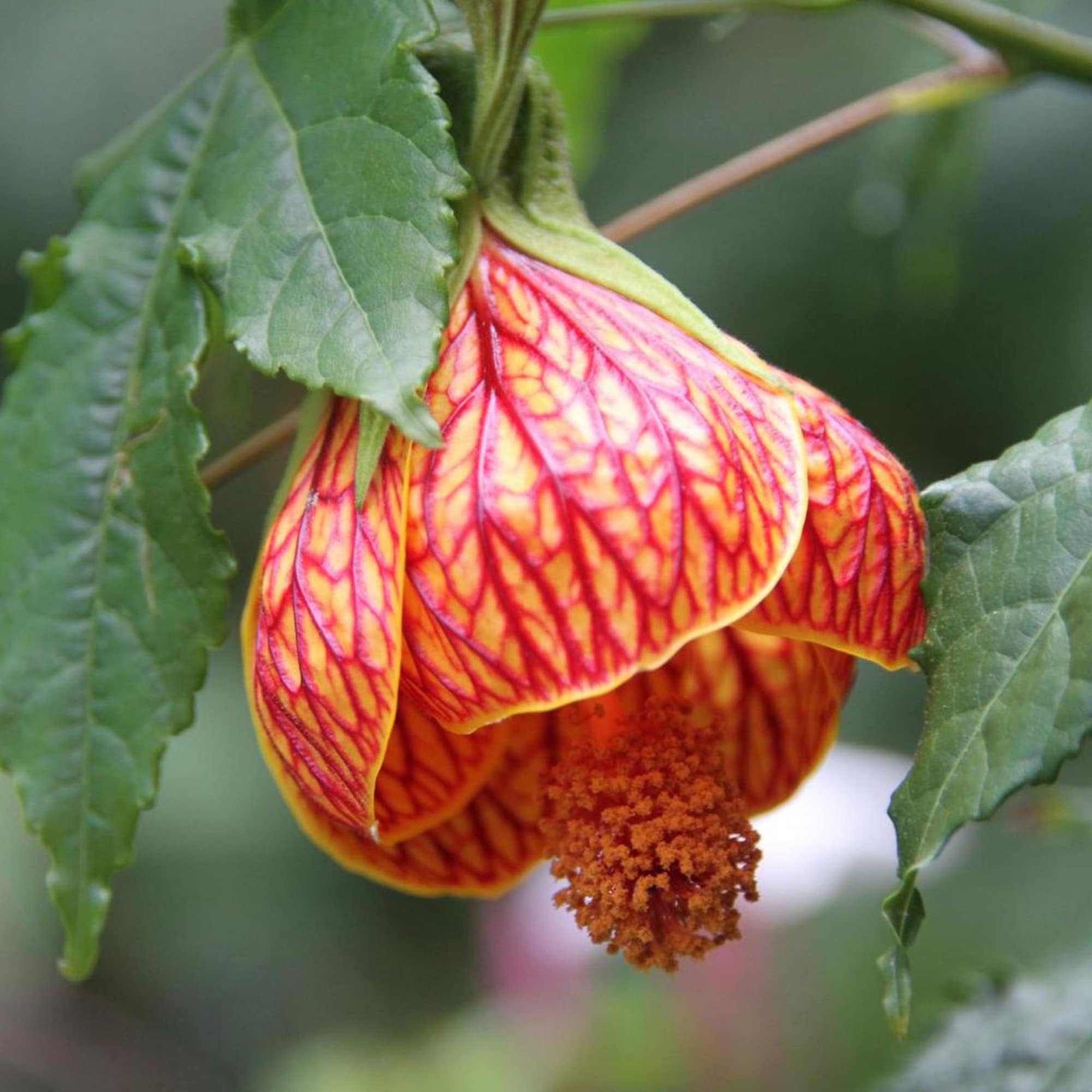 Mixed Colors Flowering Maple Seeds Abutilon Bell-Shaped Flowers Ornamental Foliage Houseplant Outdoor Garden 50Pcs Flower Seeds by YEGAOL Garden