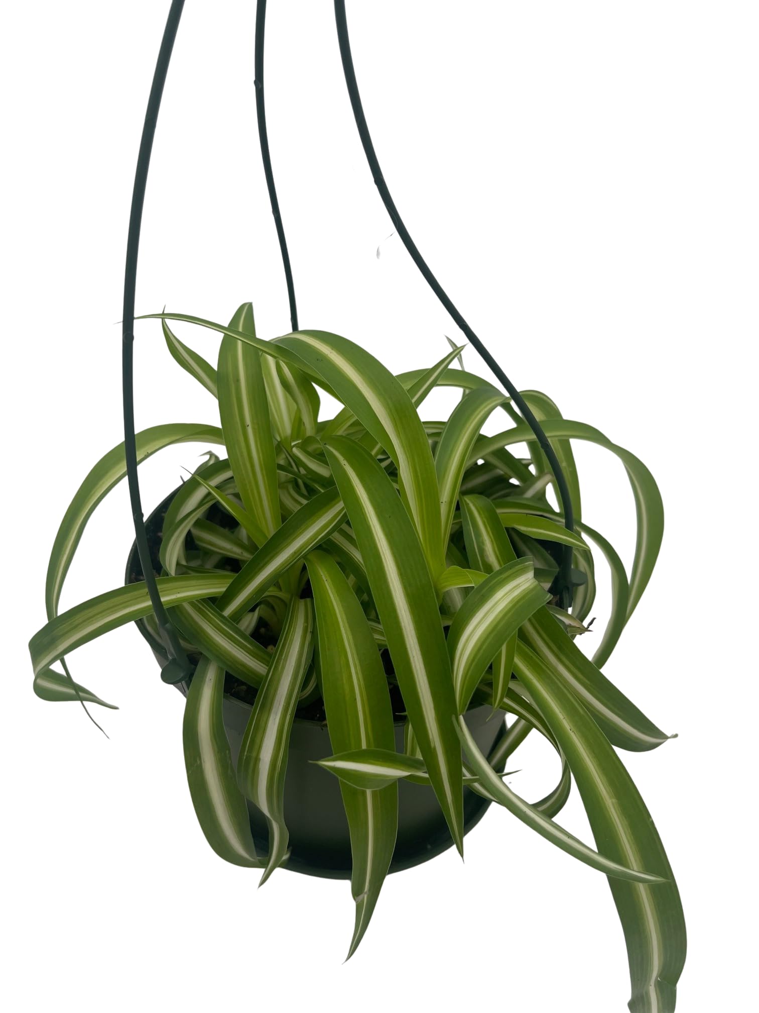 Amazon.com : Bonnie Curly Spider Plant -Cleans The Air - 6
