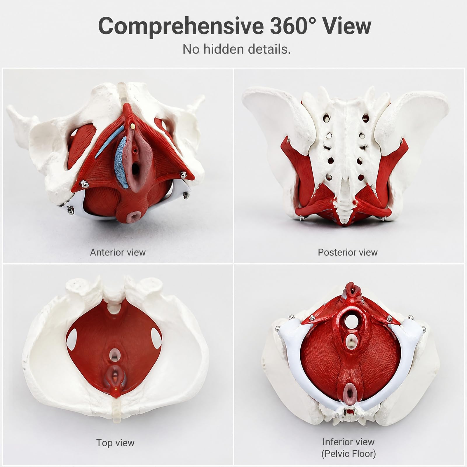 Modello Di Bacino Femminile,Modello Anatomico Staccabile Del Muscolo Del Pavimento Pelvico Femminile,for L'insegnamento, L'apprendimento, L'esposizione