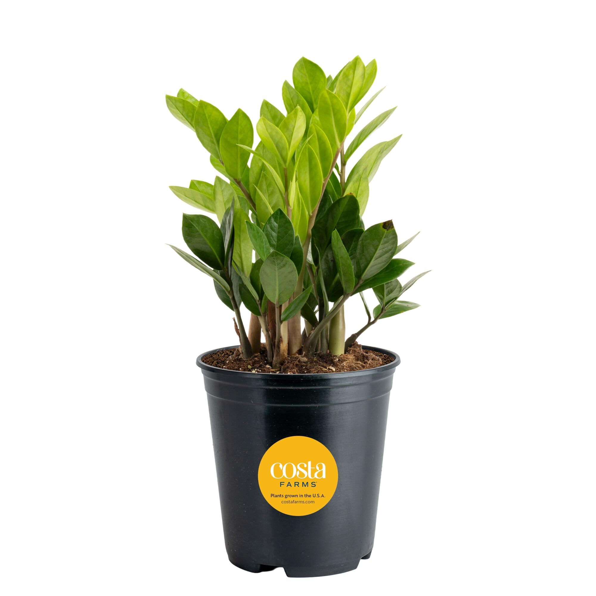 Costa Farms ZZ Live Indoor Tabletop Plant in 6-Inch Grower Pot