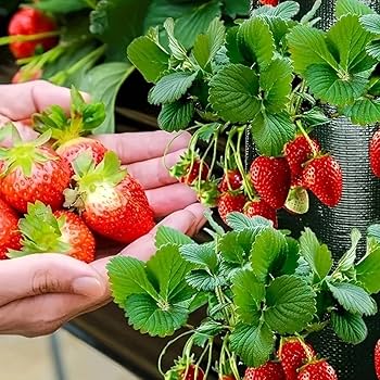 NKNIT トマトデザイン 大判ブランケット　新品 Amazon | イチゴ 栽培用プランター いちご ポット 野菜用植付袋