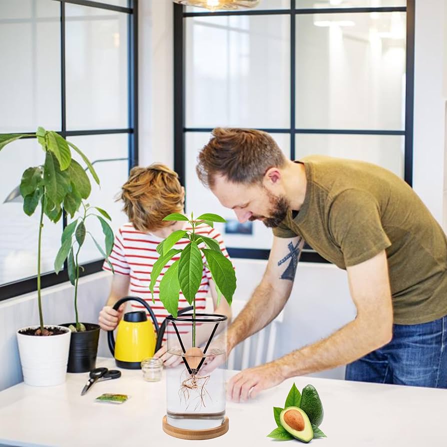 Amazon.co.jp: Bylion アボカドツリー栽培キット - シード