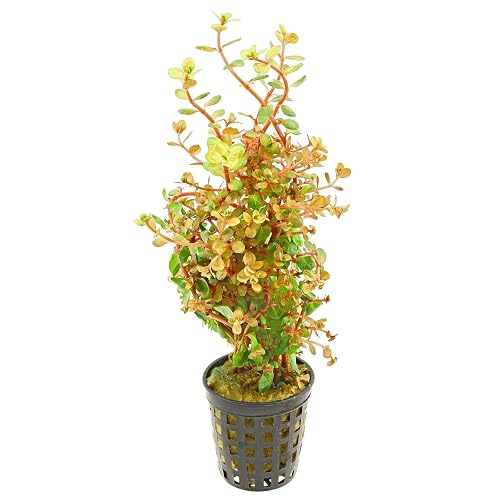 Rotala rotundifolia 'Orange Juice' - 1 Ramo - Plantas Naturales para acuarios