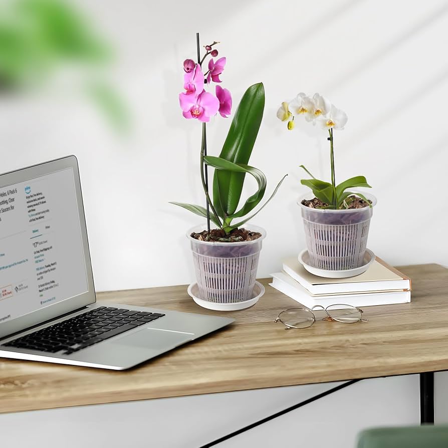 Amazon.co.jp: MYITYARD 蘭鉢 6個パック 6インチ 蘭鉢 穴&受け皿付き Amazon.co.jp: MYITYARD 蘭鉢 6個パック 6インチ 蘭鉢 穴&受け皿付き