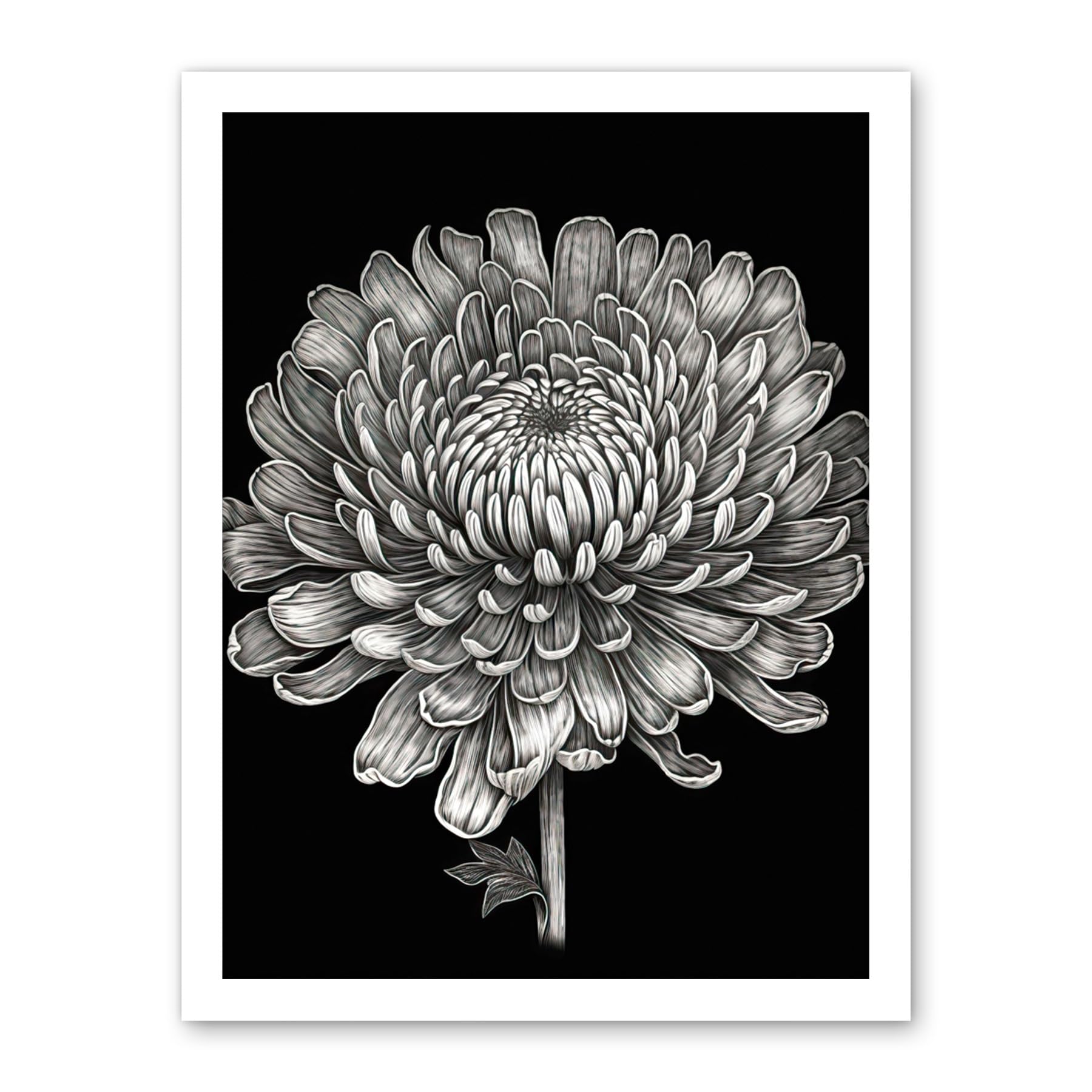 Artery8 Detailed Chrysanthemum Flower Bloom Illustration Artwork Framed Wall Art Print 18X24 Inch