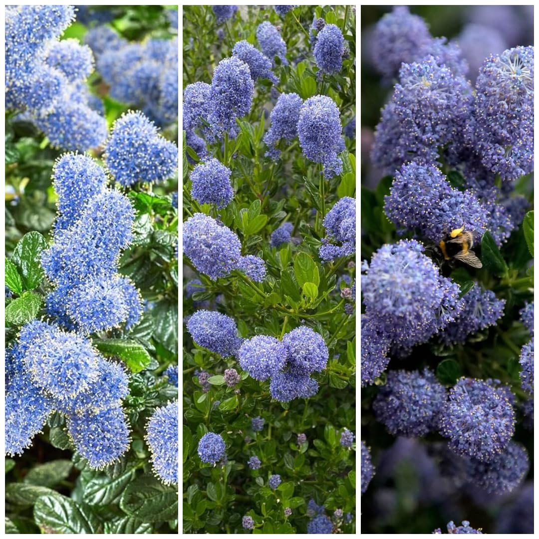 [x3] Ceanothus | Mix Pack | Year Round Cover | Victoria | Yankee Point | Sky Lark | Garden Ready | [P9 Pots]