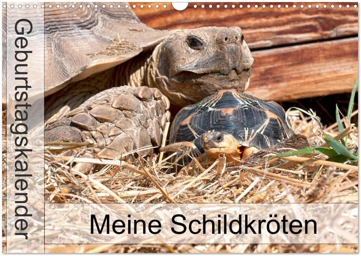 Meine Schildkröten - Geburtstagskalender (Wandkalender 2025 DIN A3 quer