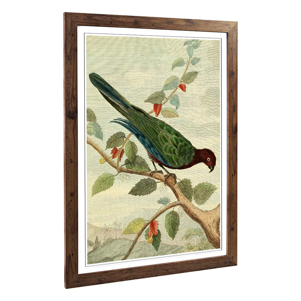 Big Box Art Framed Print of Vintage Charles R Ryley Pompadour Parrot Design | Wall Art Picture | Home Decor for Kitchen, Living Room, Bedroom, Hallway, Walnut, A2 / 24.5x18 Inch / 62x45cm