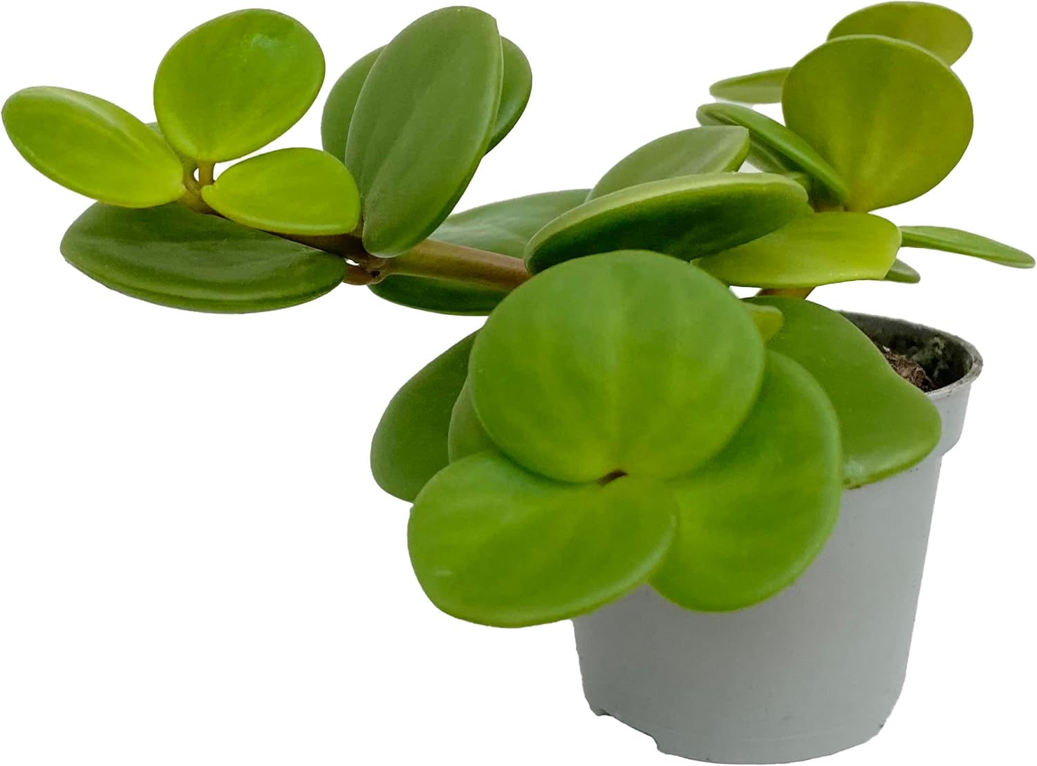 Clouds Hill Succulents Live Peperomia Hope in 6cm Pot Trailing