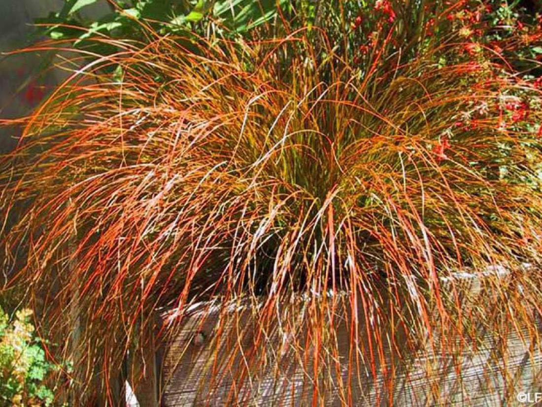 100 Carex Testacea Prairie Fire Ornamental Grass Seeds - 100 Seeds