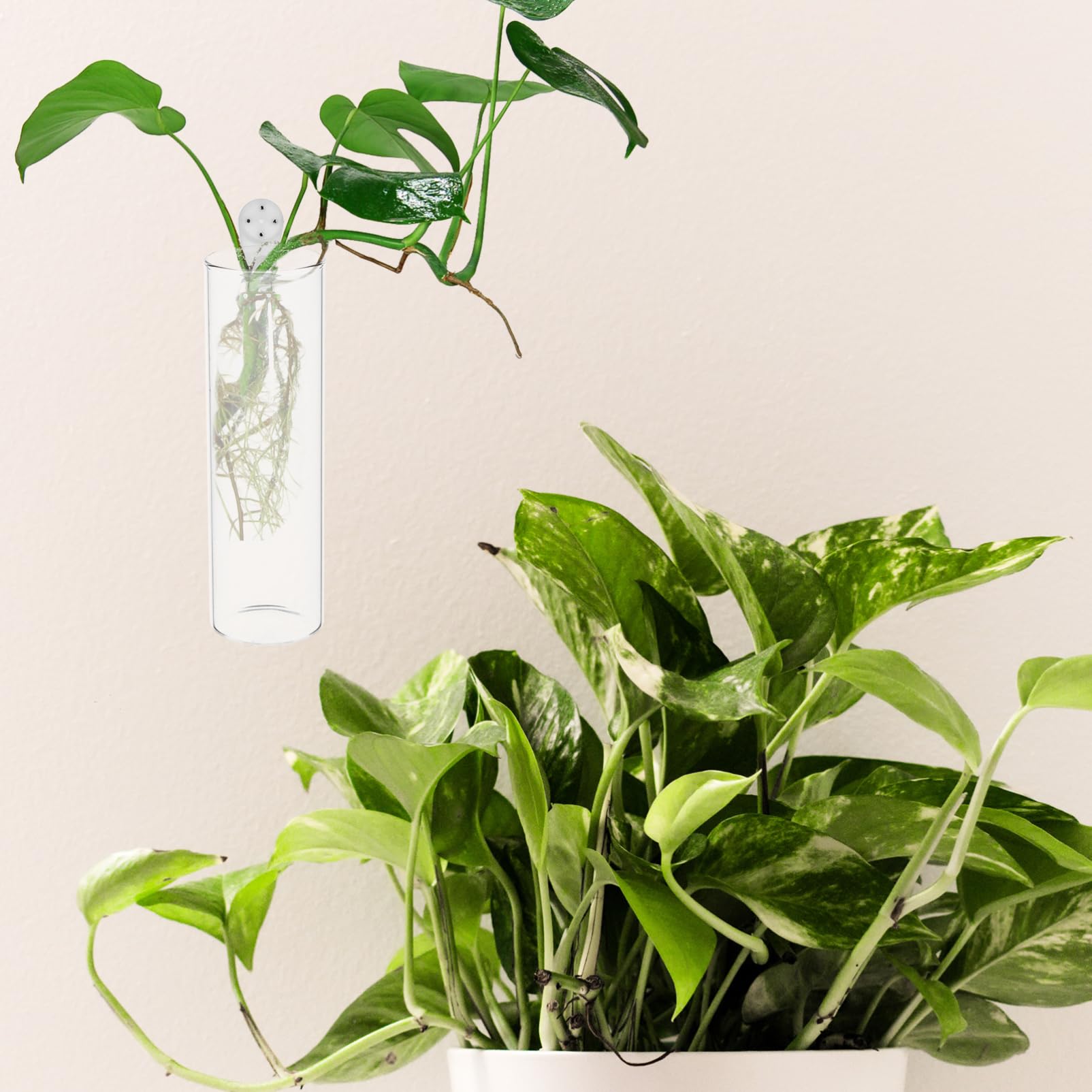 BESPORTBLE 5 Ensembles Vase Mural Propager des Vases pour Plantes Cintre Jardinières De Multiplication Murale Corbeille Jardinière Murale Suspendue Un Verre Transparent 2 Pièces * 5
