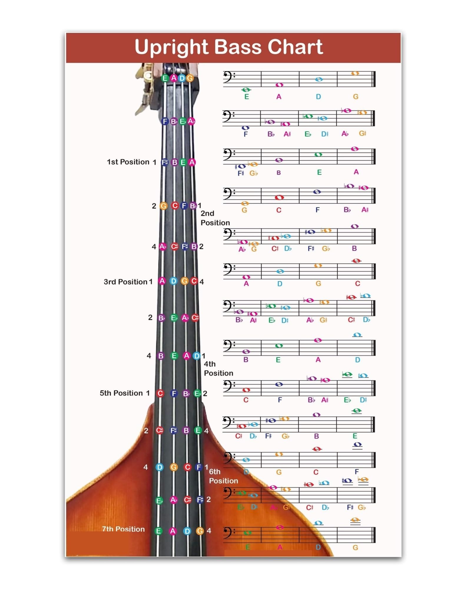 MDBJTCYZN Upright Bass Fingering Chart with Color Coded Notes - Double Bass Fingerboard Guide for Beginners to Advanced - Practice Reference Poster(Unframed,12x18inch(30x45cm))