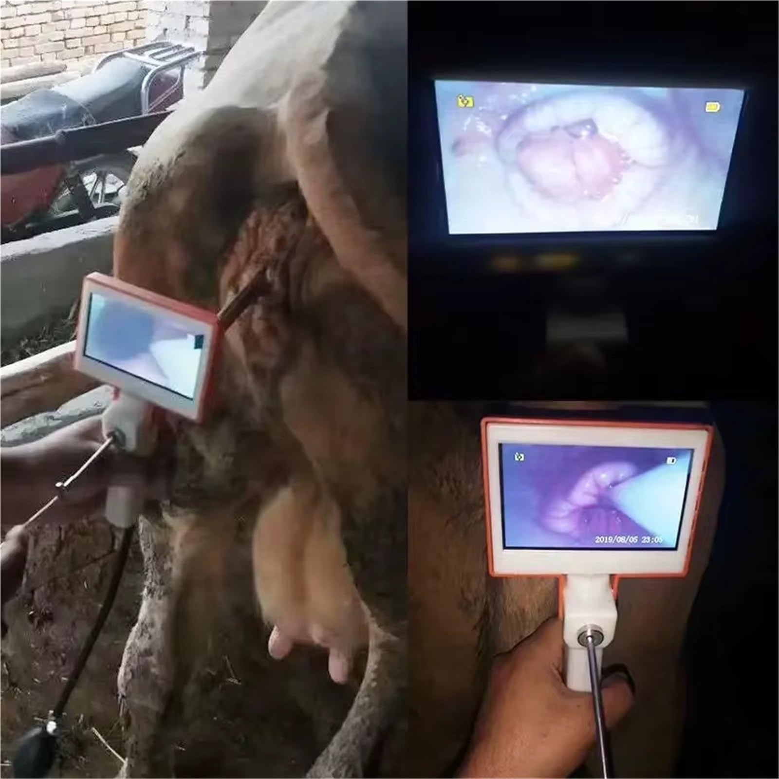 Distributore di Medicinali Veterinari Professionale Compagnia Pecora Pistola per Inseminazione per Artificiale per Cani Endoscopio per Attrezzatura Veterinaria(for Dogs)