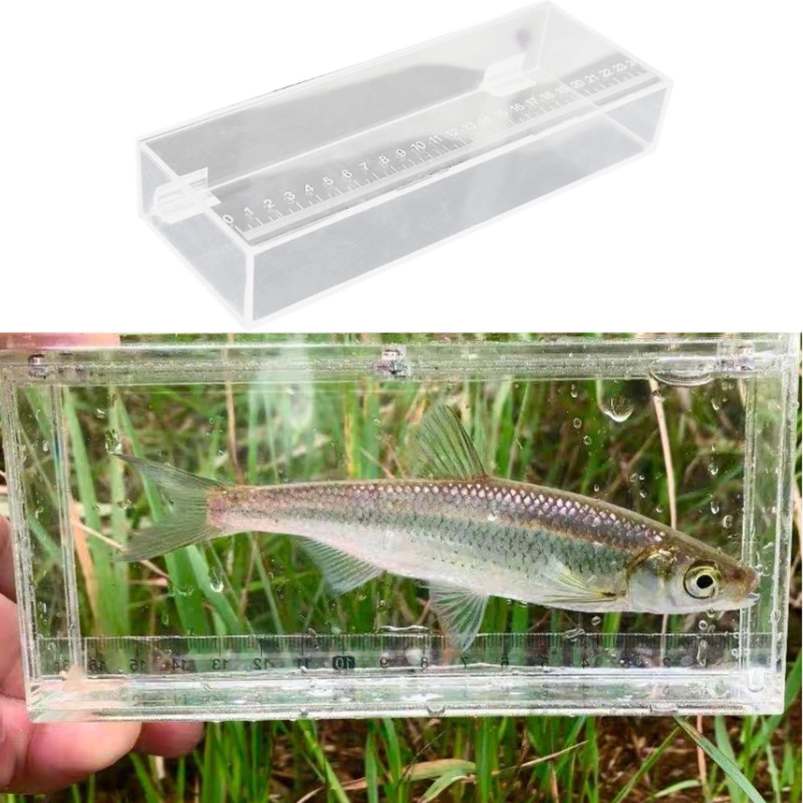 Amazon | Leefasy 釣り用水槽 魚隔離ボックス アクリル ポータブル