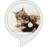  Entspannungsmusik für Haustiere  Relaxing Sounds