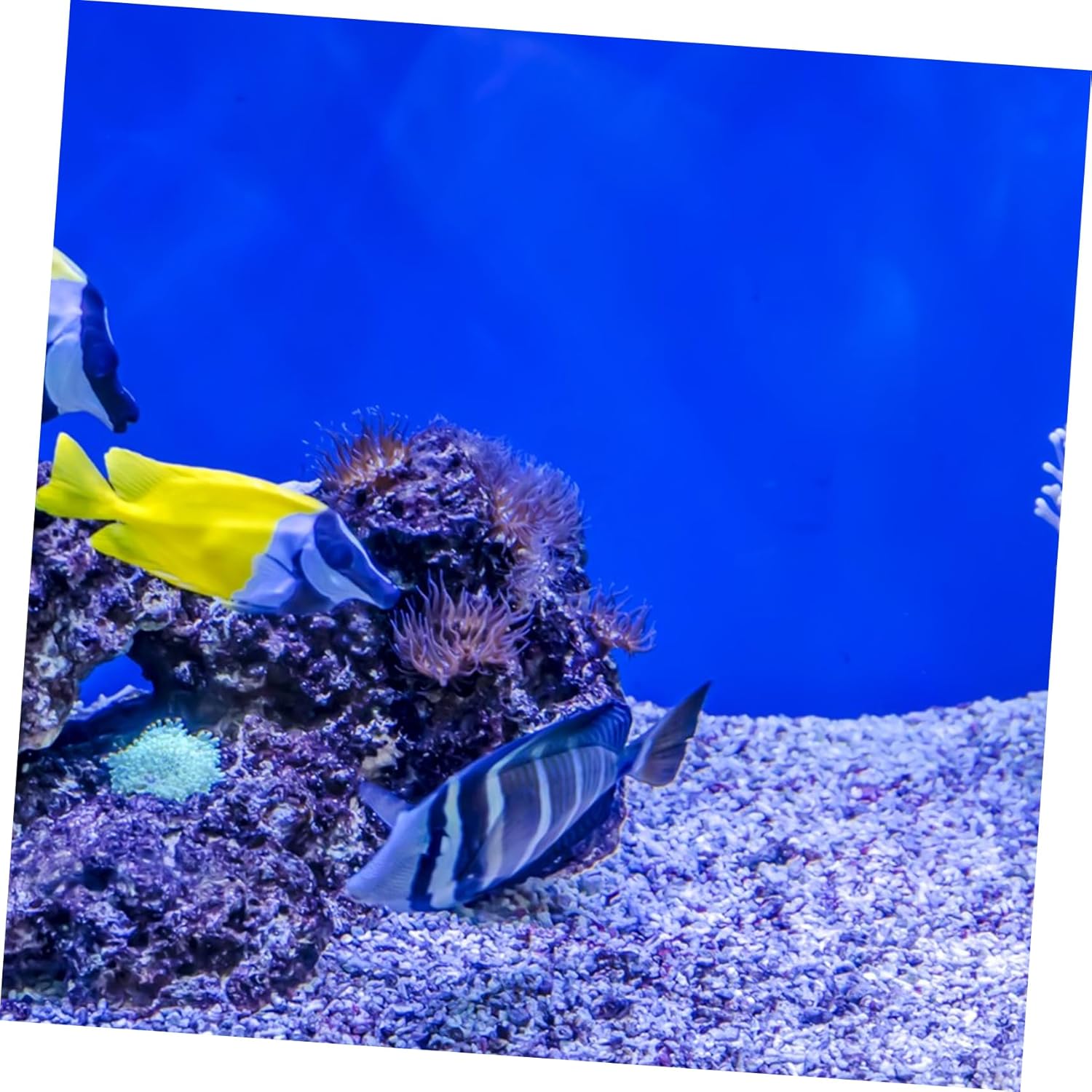 Aquarium Background Sticker Roll Self Adhesive Fish Tank Backdrop Wallpaper for DIY Underwater Scenery Decoration Vivid Colors Easy Application for Aquariums and Terrariums Long