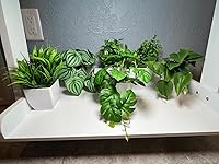 Review Image by Alexis Alexis