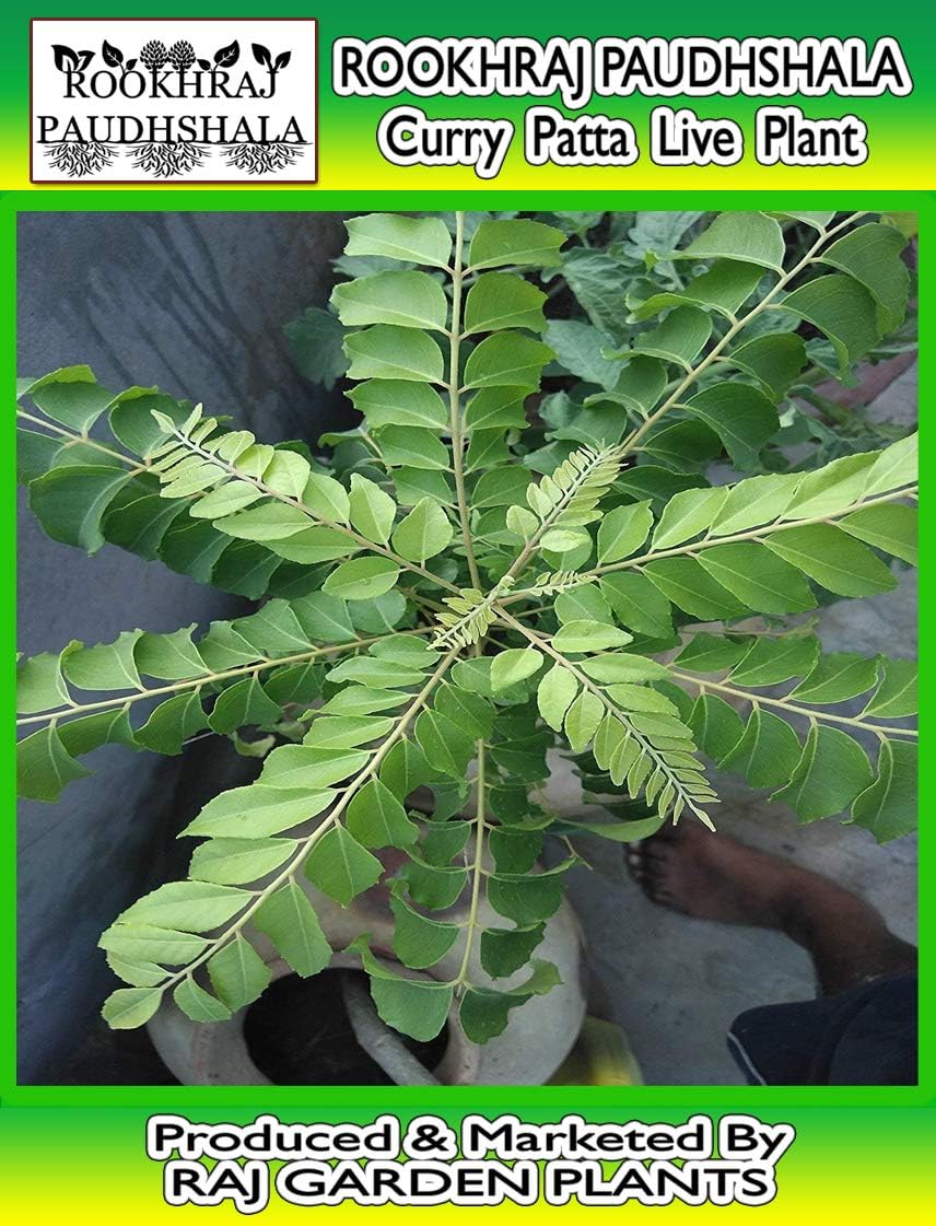 Sweet neem Curry Leaves Live Plant