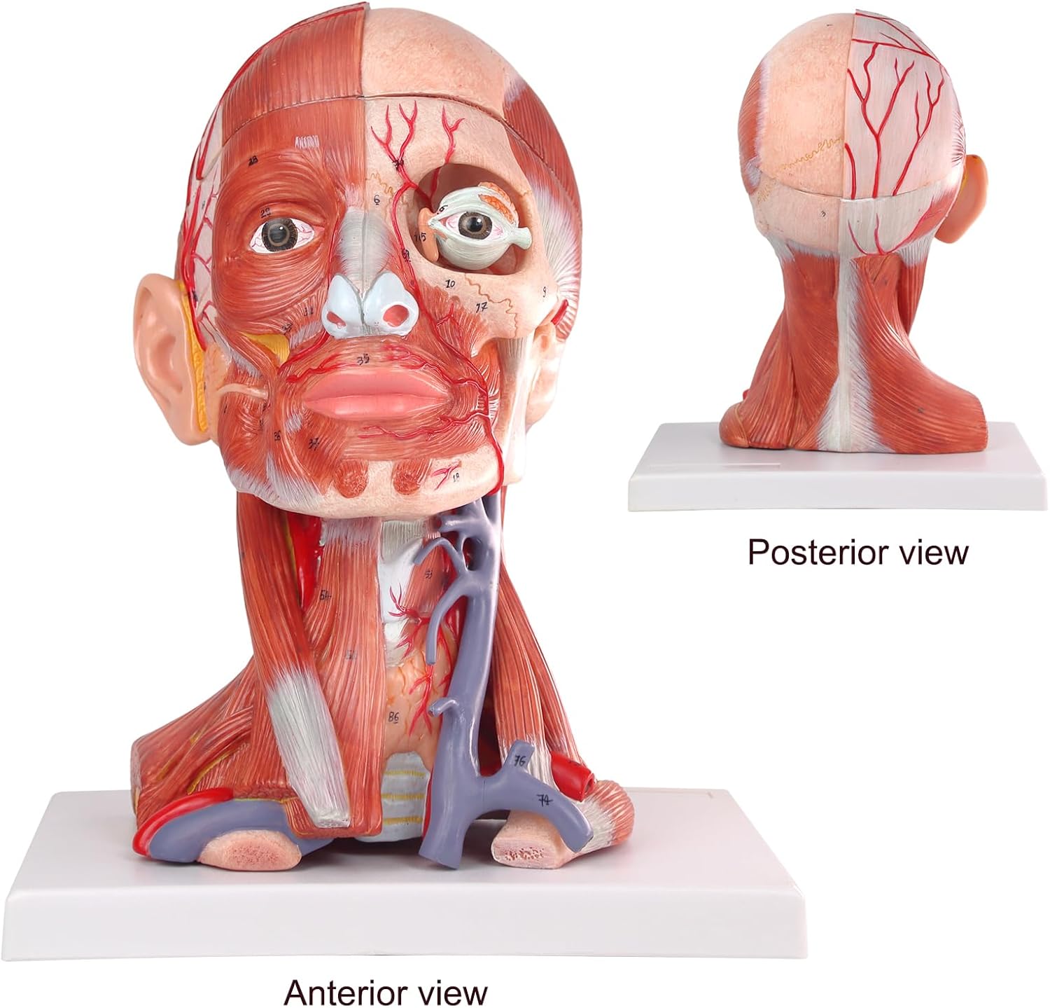2025 New 10 Parts Life Size Human Head and Neck W/Brain Model, Numbered Anatomical Head and Neck Muscle with Vessels Nerves and Brain Model for for Medical Teaching Science Learning Education Tool