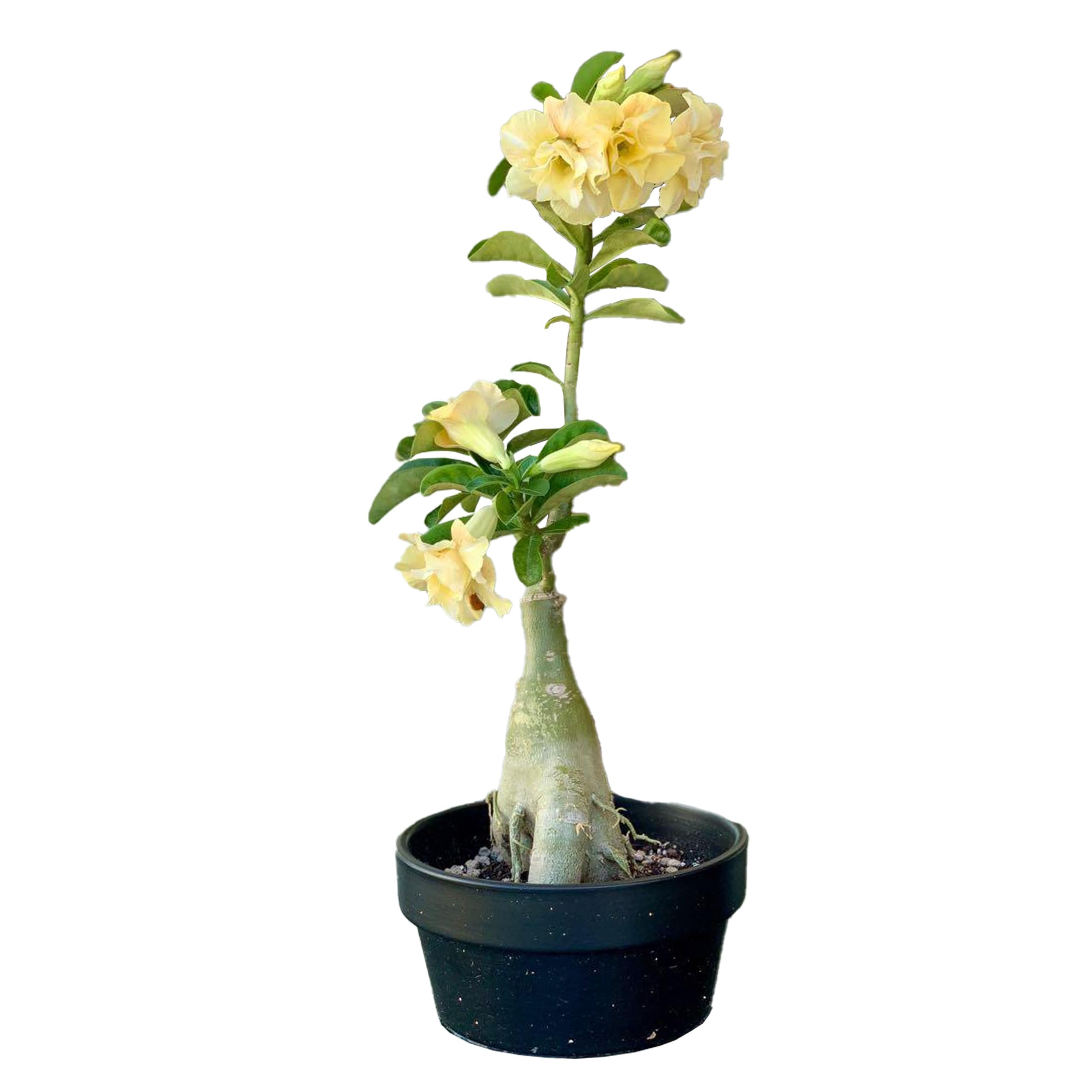 kushplant Yellow Adenium bonsai live plant with pot