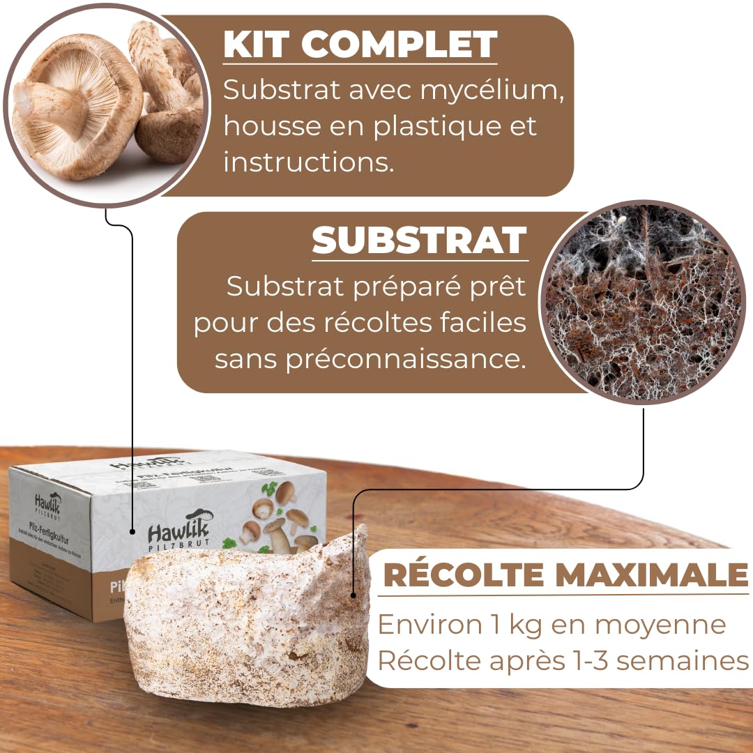 Hawlik Pilzbrut - Culture de Shiitake BIO à cultiver soi-même XXL - cultiver des champignons Shiitake facilement - Kit champignon complete - Cueillir champignons frais