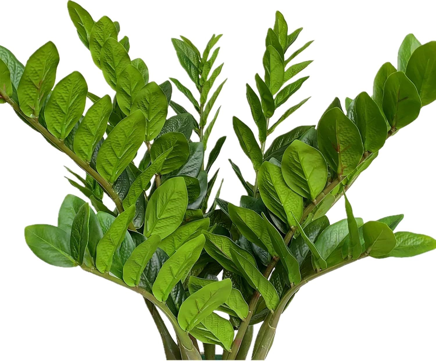 Raxcelivia Pack of 10 Artificial Plants Real Touch Faux ZZ Plant Stems Zamioculas
