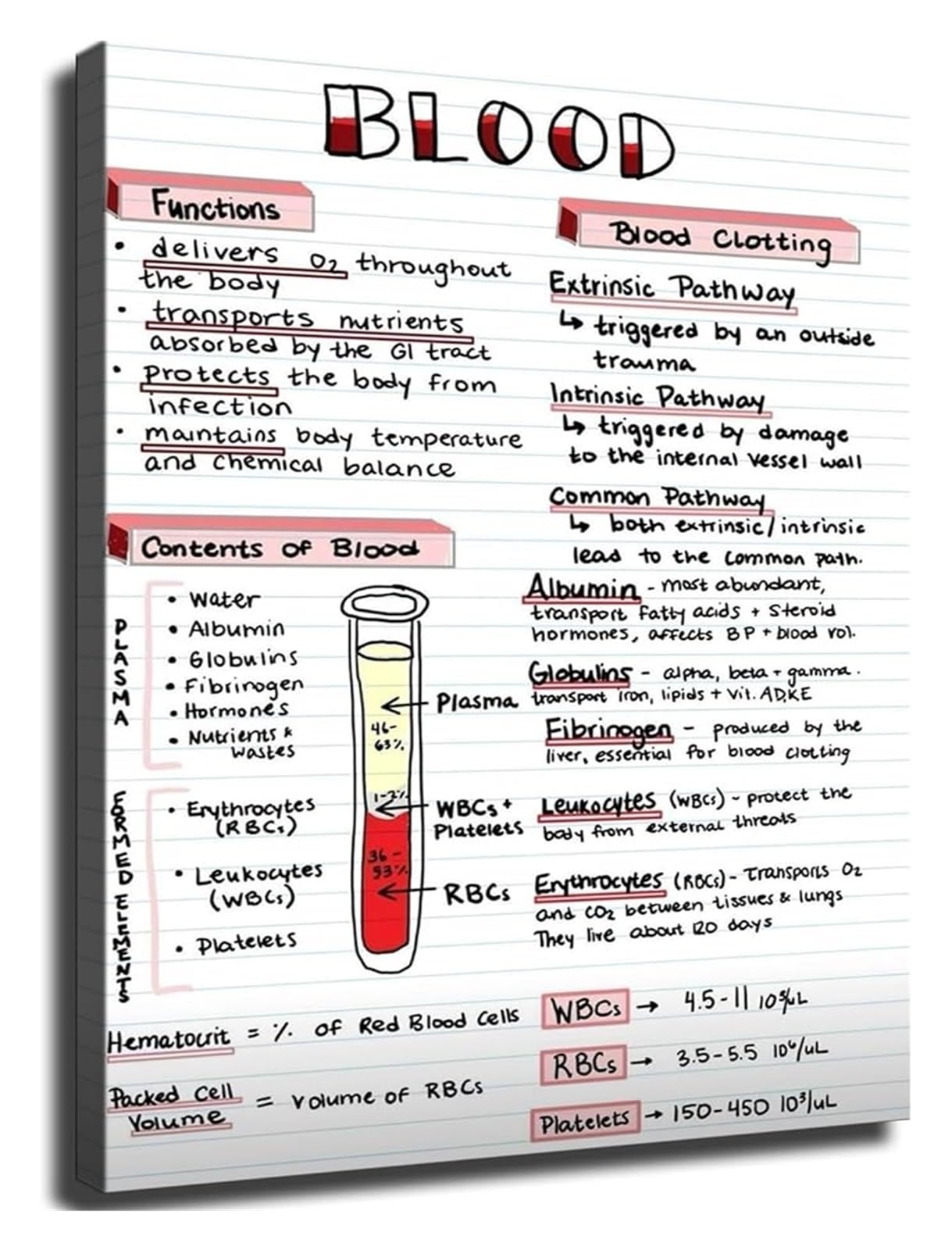 XGINERFEX Clinical Knowledge Poster Phlebotomy Venipuncture Reference Guide Canvas Print Wall-Art Study Room Decor(Unframed,12x18inch(30x45cm))