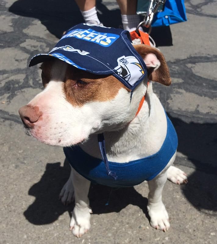 patriots dog hat