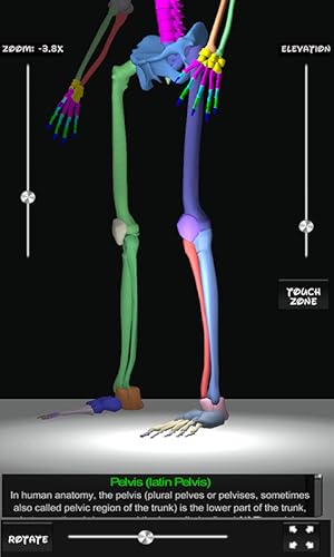 Bones Human 3D (anatomy)