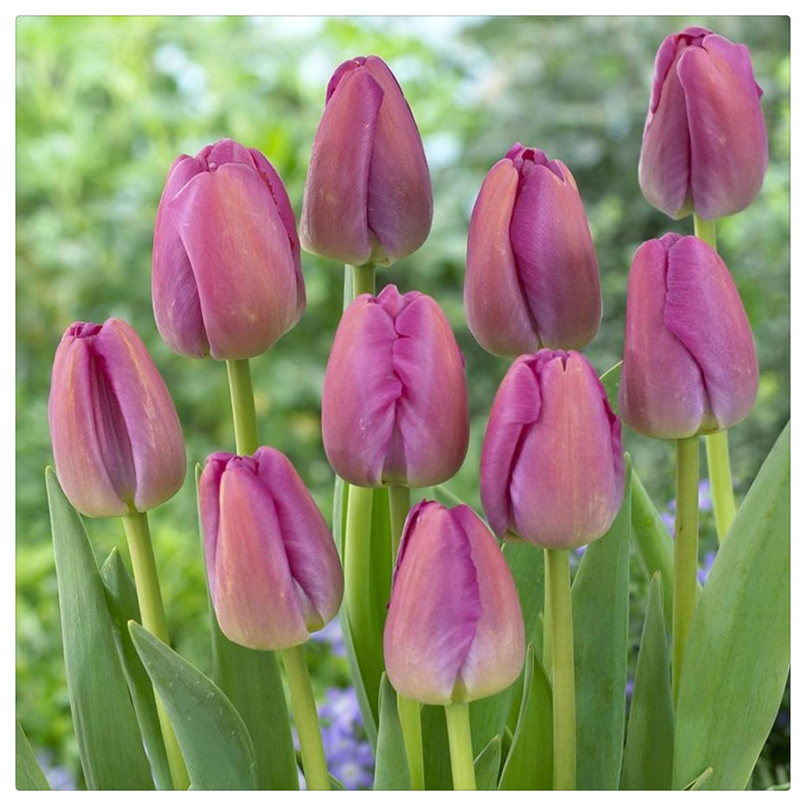 Wedding Flowers, Easy Plant, Tulip Bulbs-Hardy Perennial, Tulip Plant, Ornamental Flowers, 15bulbs-g