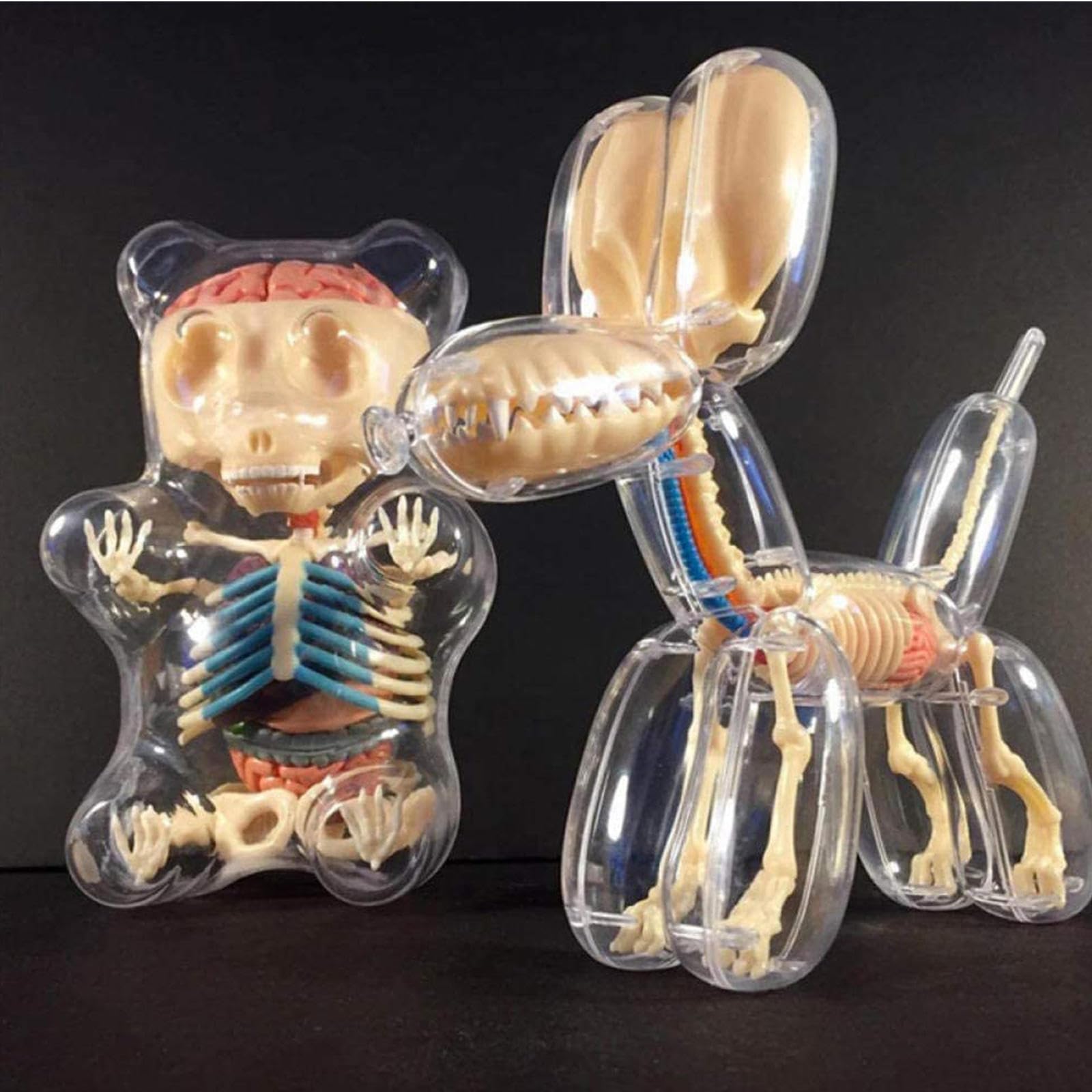 4DMASTER Balloon Dog Anatomy バルーンドッグ Amazon.com: Balloon Dog Bone Perspective Anatomical Model