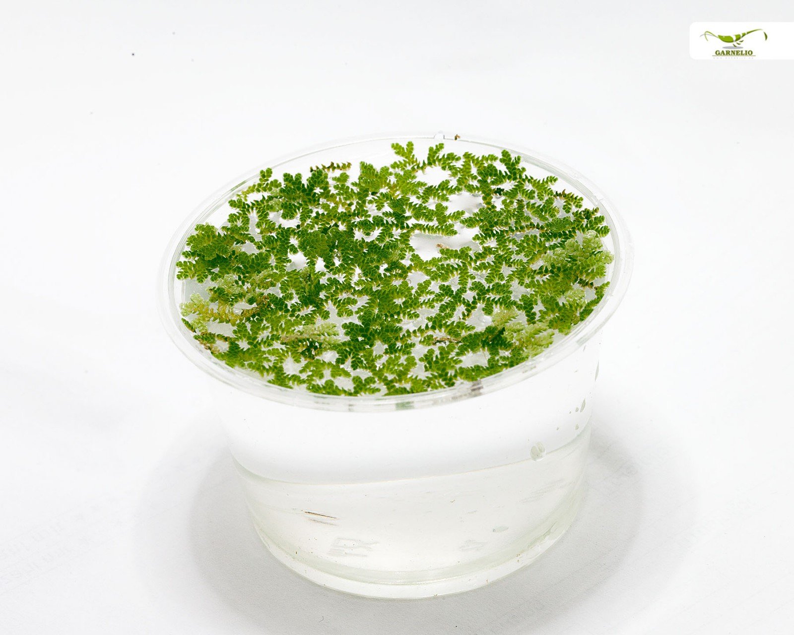 Plante flottante pour bassins et aquariums rustiques - Azolla filiculoides - Garnelio Portion