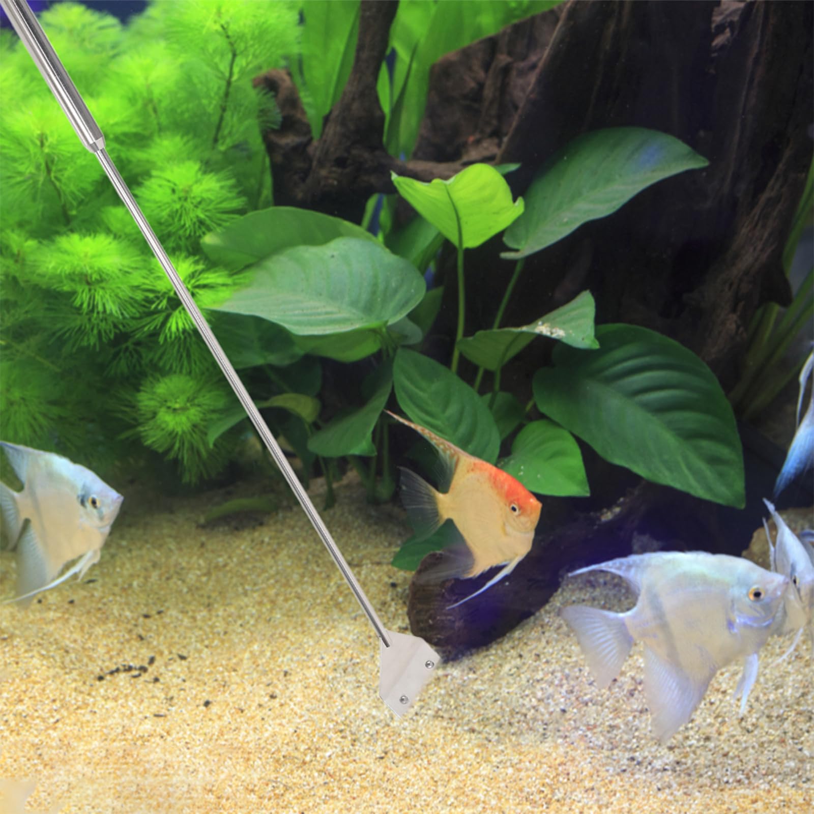 Abaodam Kit D'outils D'aquascaping et Grattoir à Algues Verre pour Nettoyage Rapide Pince et Ciseaux pour Aquarium en Métal Argenté