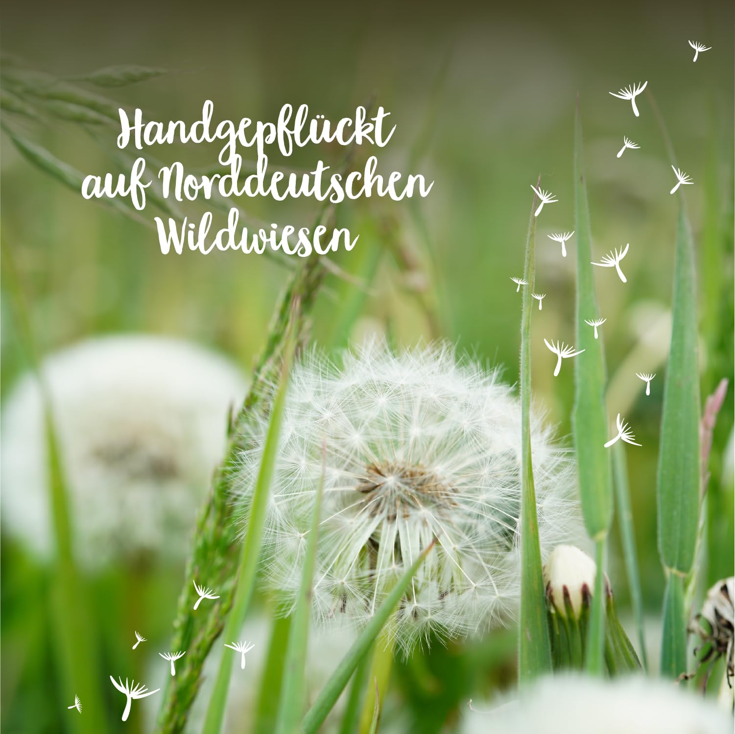 Die Stadtgärtner – Wunscherfüller I Echte Pusteblume im Glas I Ewig haltbar I Perfekte Geschenkidee für jeden Anlass I Geschenke für Frauen & Freundin