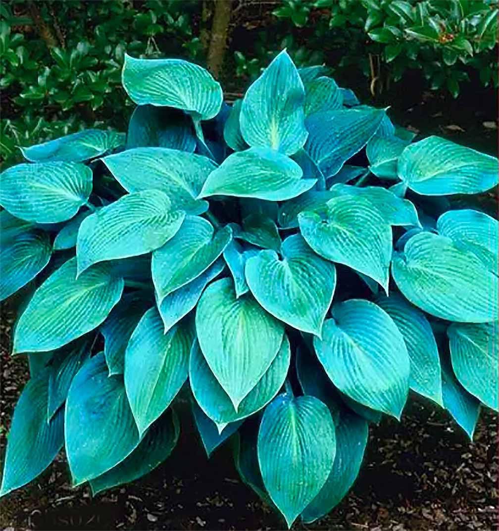 Amazon.com : Wide Brim Hosta - Shade Plant, 24-28" Tall, Bold Green Leaves  with Cream Edges, Ideal for Low Light Areas, Low Maintenance, Perfect for  Garden Beds & Shade Gardens : Patio,