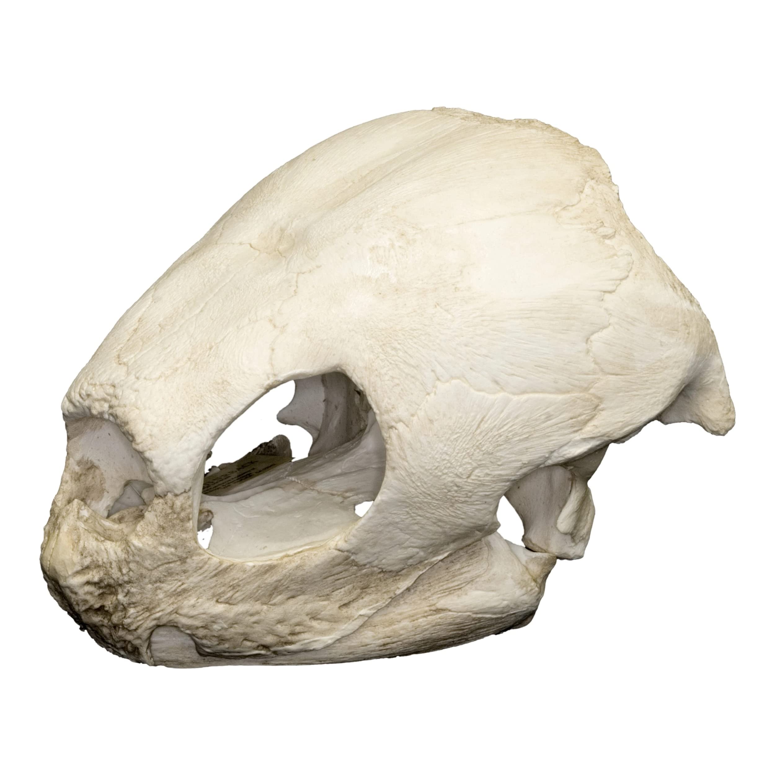 Leatherback Sea Turtle Skull (Teaching Quality Replica)