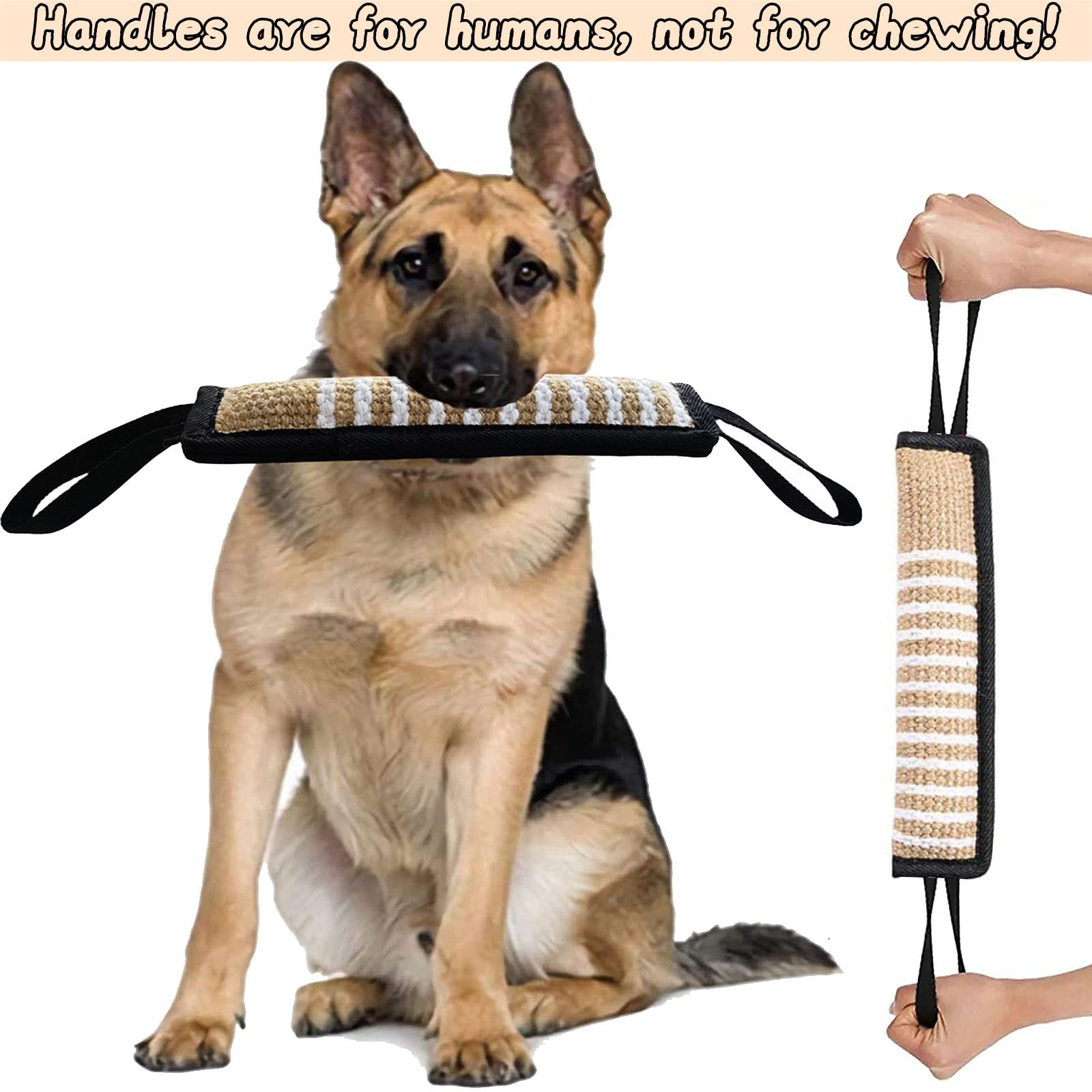 Why Does My Dog Nibble Pillows