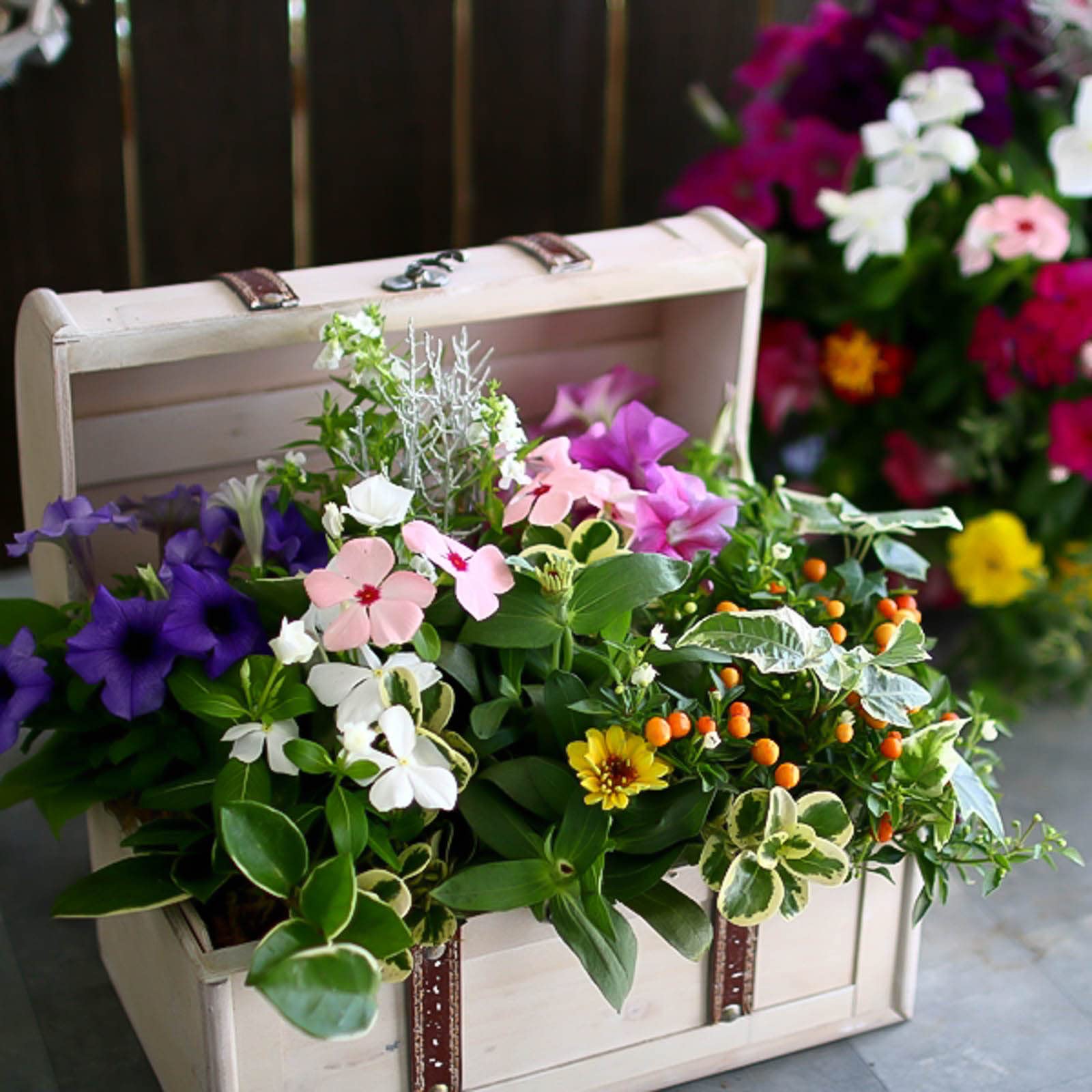 Amazon.co.jp: 「おまかせプレミア寄せ植え in トレジャーBOX～M