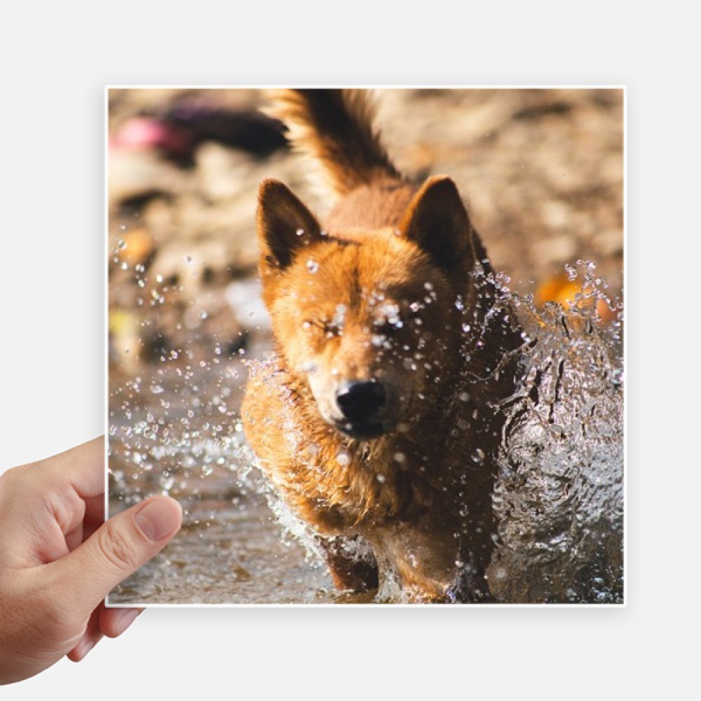 Calcomanía cuadrada de perro japonés 20cm, vinilo fotográfico para decoración de pared
