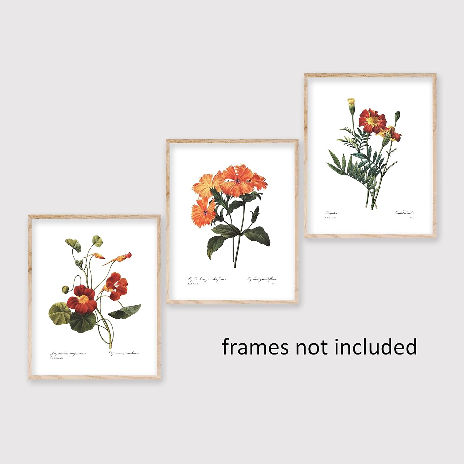 Orange Flower Art, French Botanical Prints - Vintage Floral Decor, Redoute Wall Art - Set of 3, Unframed…