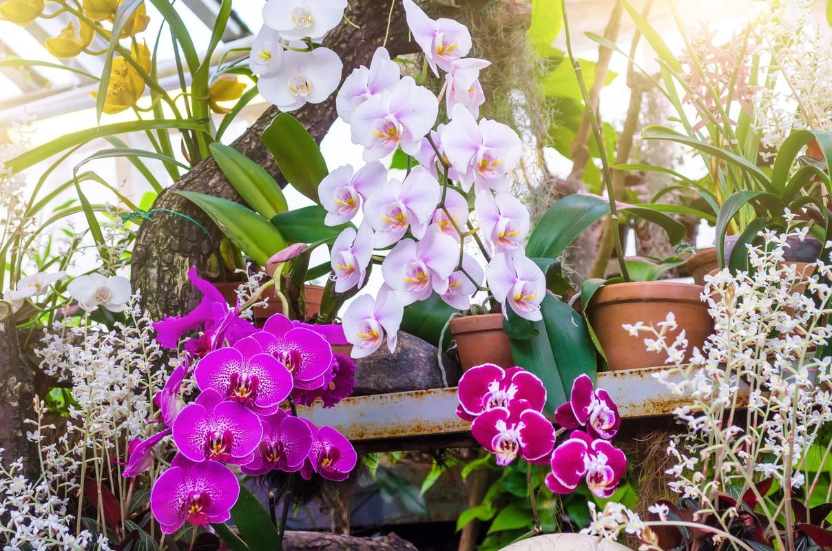 Orchid plants live with flowers orchid Pack of 1 live plant (B0D5QSXGTN) Amazon Price History, Amazon Price Tracker