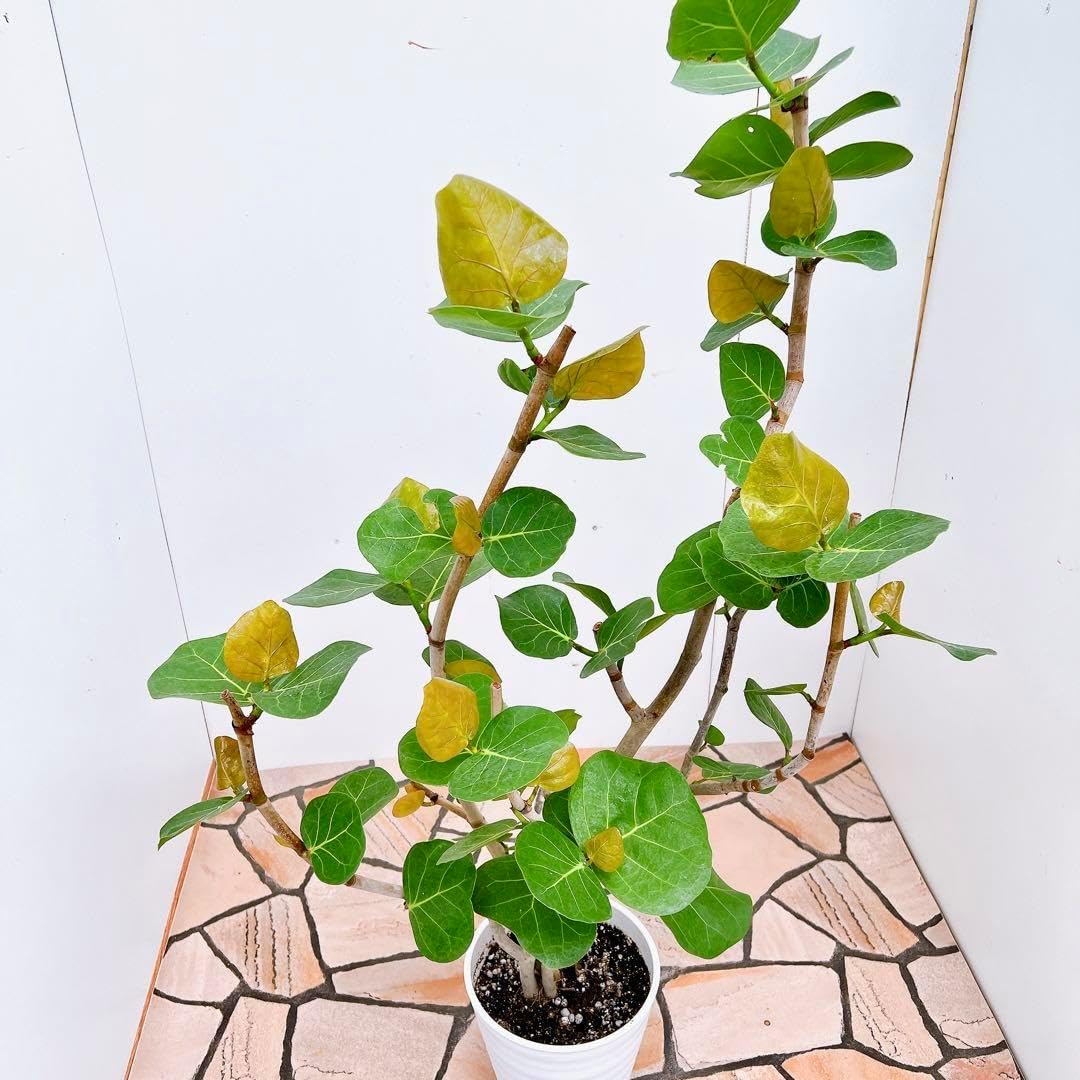 シーグレープ　13 海葡萄 シーグレープ 曲がり 特大 13番 観葉植物 インテリア