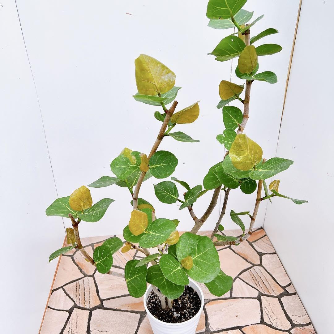 現品　海葡萄　シーグレープ　13番　観葉植物　希少　インテリアグリーン 現品 海葡萄 シーグレープ 13番 観葉植物 希少 インテリア