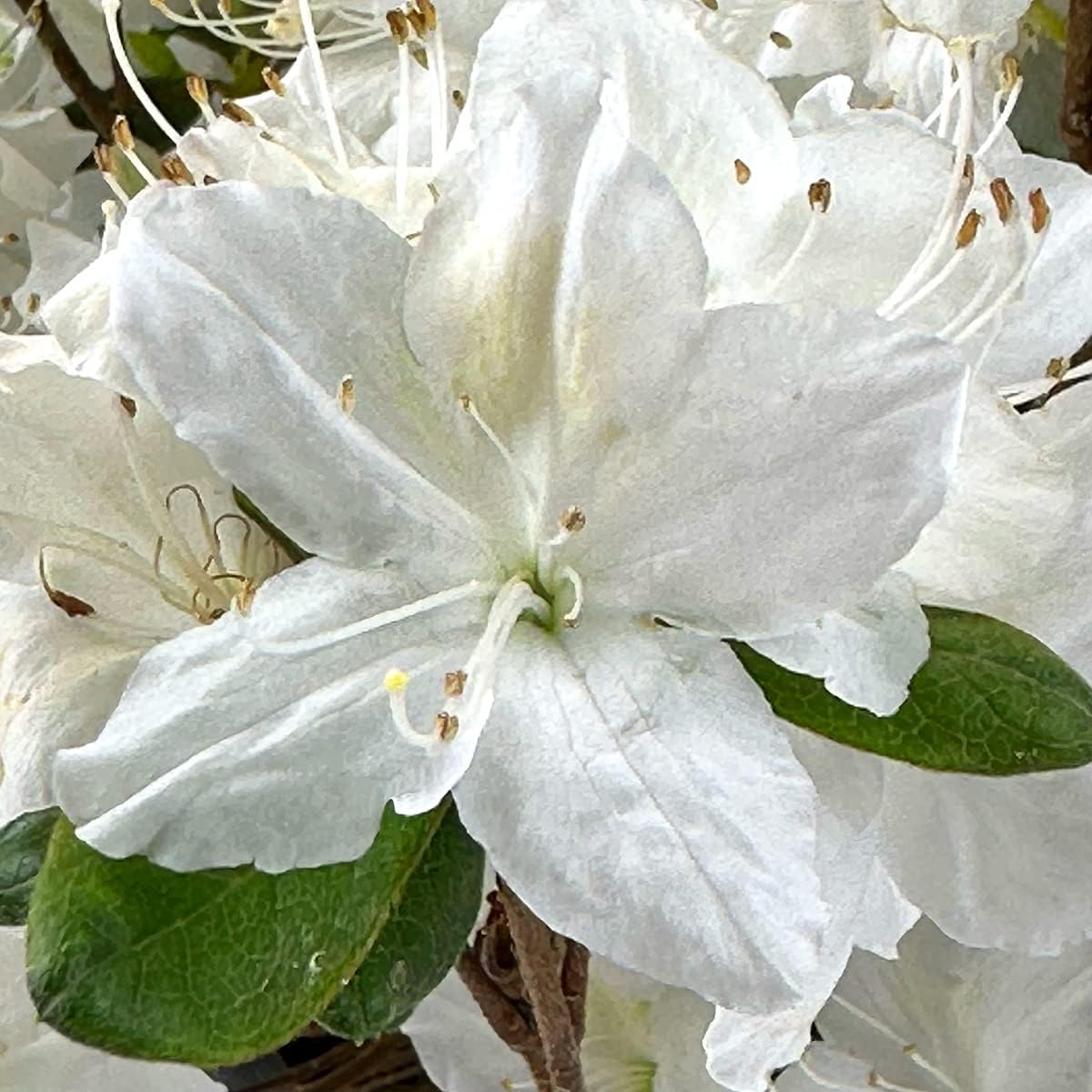 Blooming & Beautiful - Delaware Valley White Azalea - 3 gal - Evergreen Shrub - Dark Green Foliage - Fragrant White Flowers - Zones 6-8 - Rhododendron 'Delaware Valley White' - 3 Gallon Pot