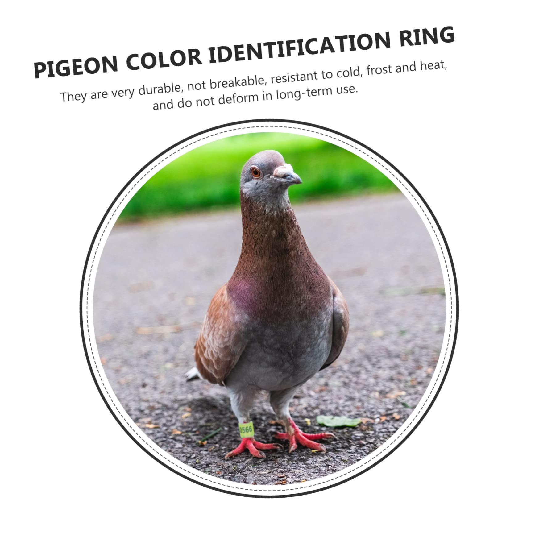 minkissy 300piezas Anillas De Identificación para De Anillas De Coloridas para Aves De Usar y Almacenar para Entrenamiento y Gestión De Aves Domésticas