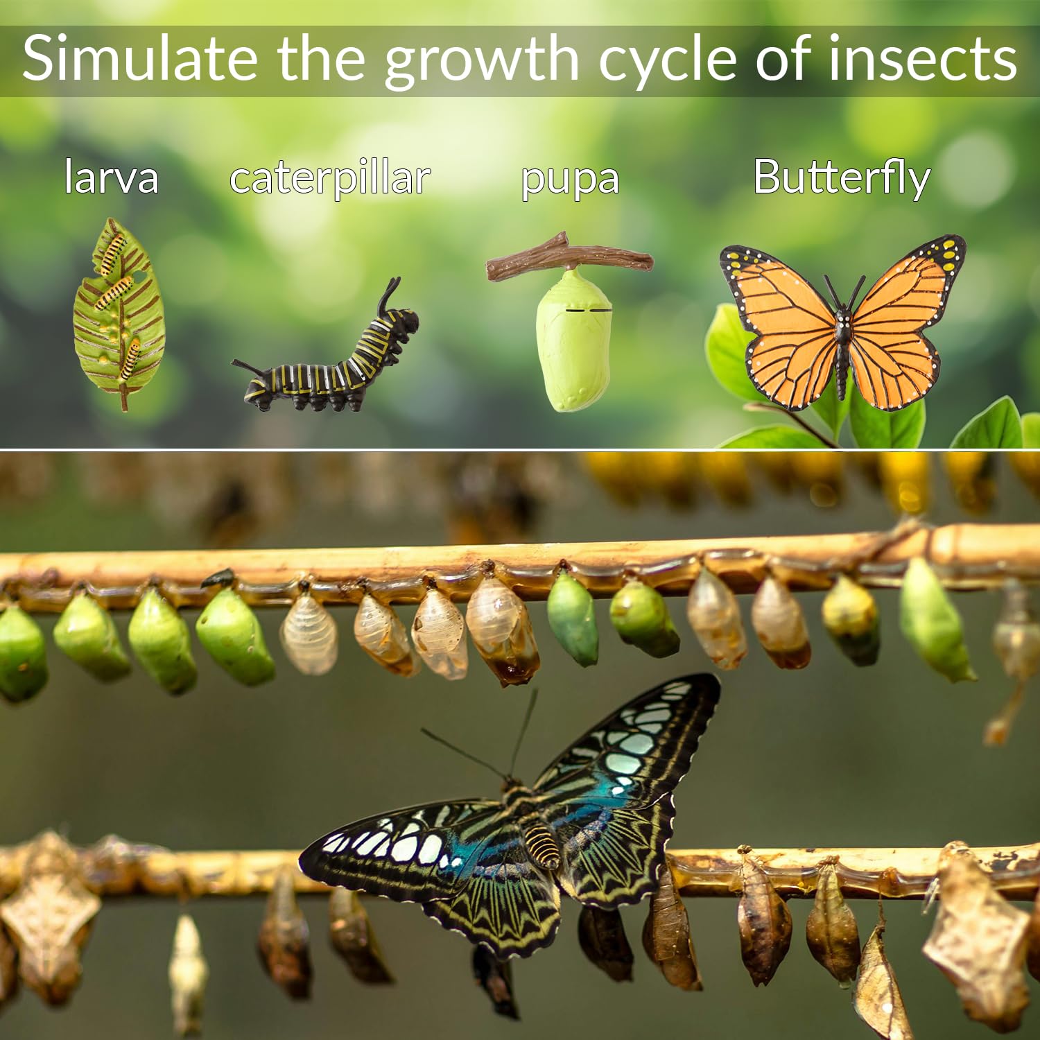 Tabanzhe Insect Figurines-4PCS Butterfly Life Cycle Growth Model Realistic Animal Figures Butterflies Cycle Stage Model Preschool Learning Teaching Tools - Image 4