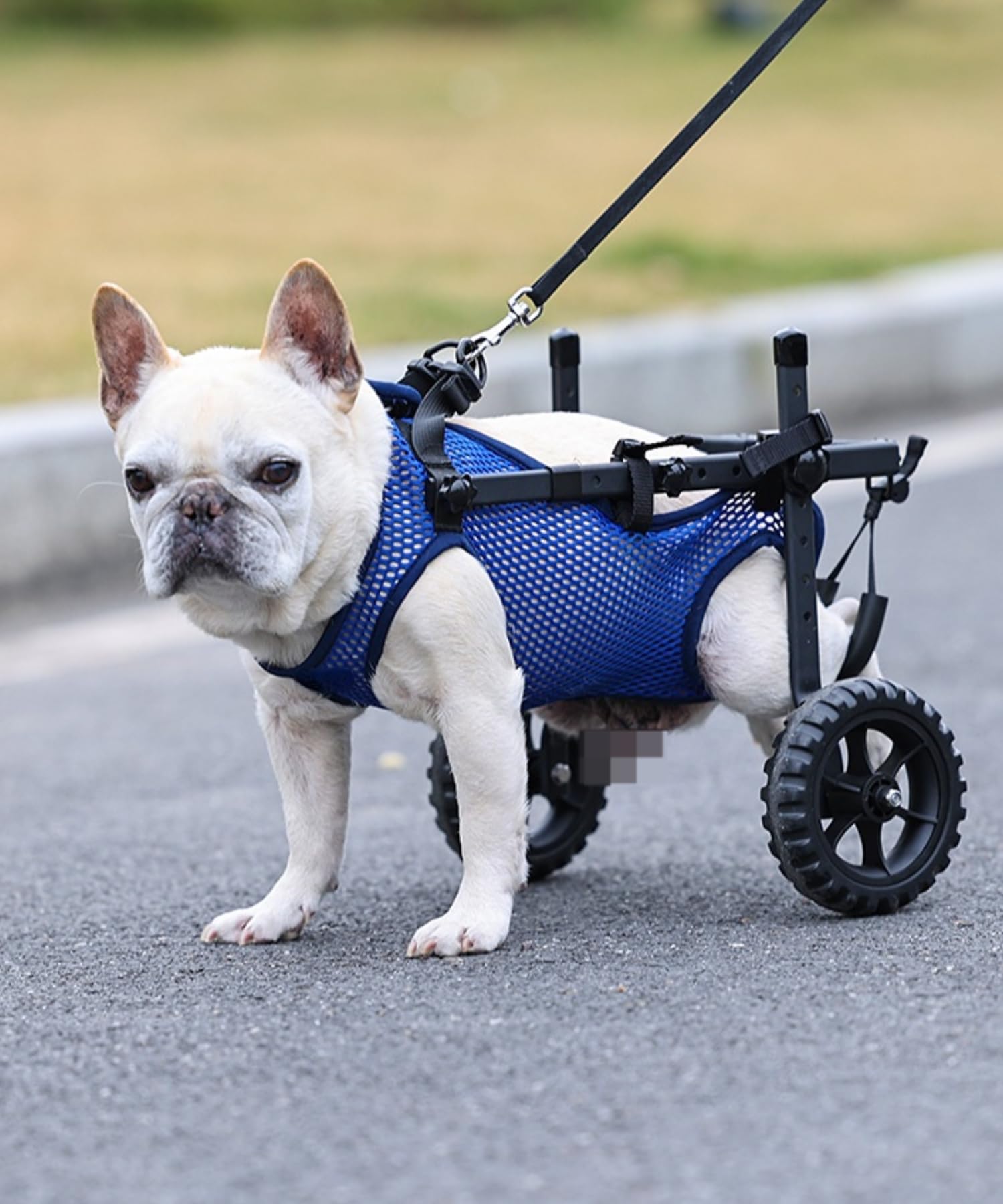Photo 1 of TianfuSpanda Adjustable Small Dog Wheelchair for Hind Legs (Black, Size S)